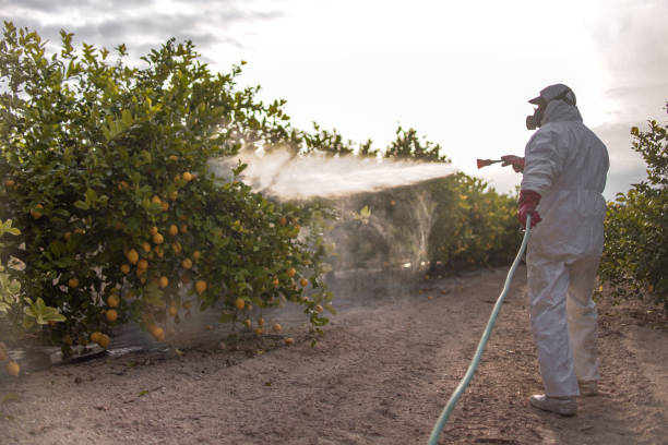 Best Wasp Removal Services  in Malden, MO