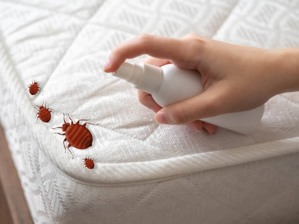 Best Termite Control Services  in Malden, MO